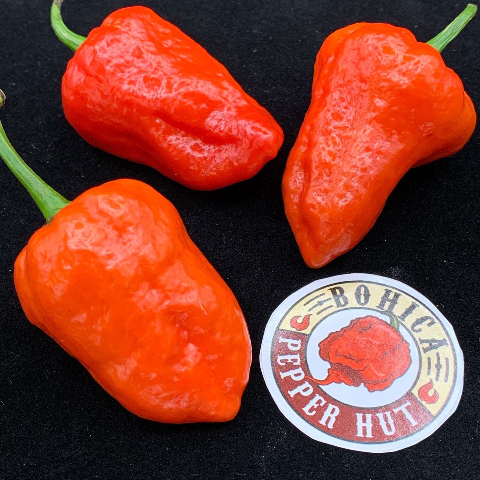 Armageddon Chilli Pepper - Seeds - Bohica Pepper Hut 