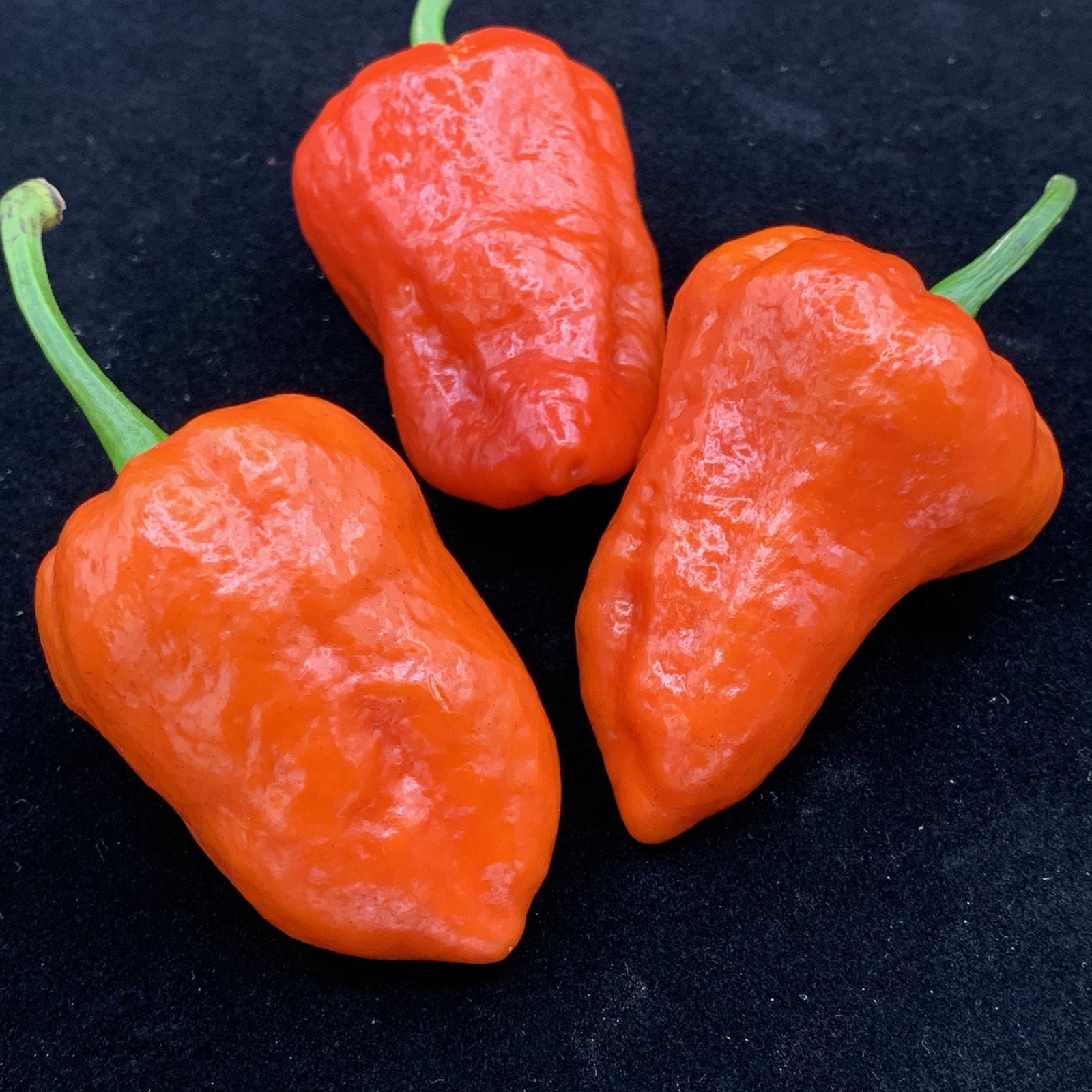 Armageddon Chilli Pepper - Seeds - Bohica Pepper Hut 