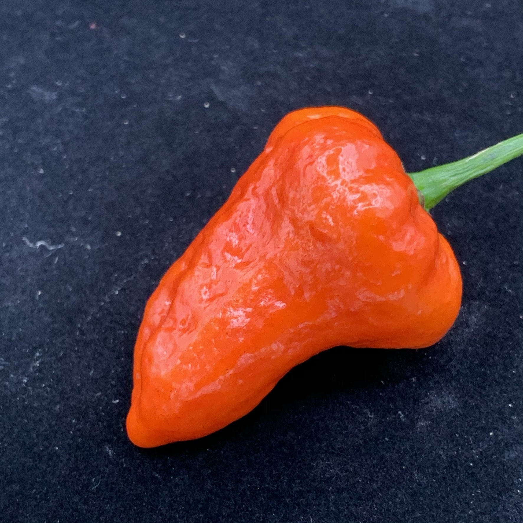 Armageddon Chilli Pepper Seeds