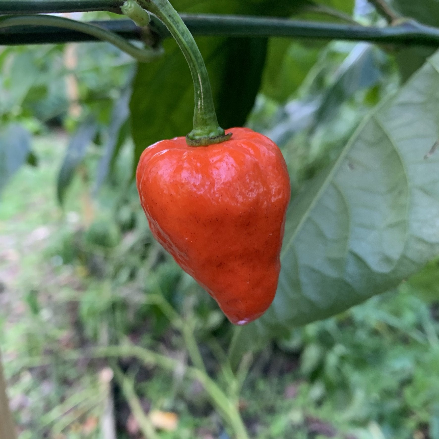 Armageddon Chilli Pepper Seeds