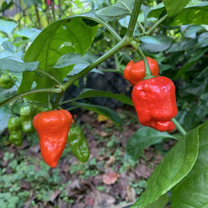 Armageddon Chilli Pepper - Seeds - Bohica Pepper Hut 