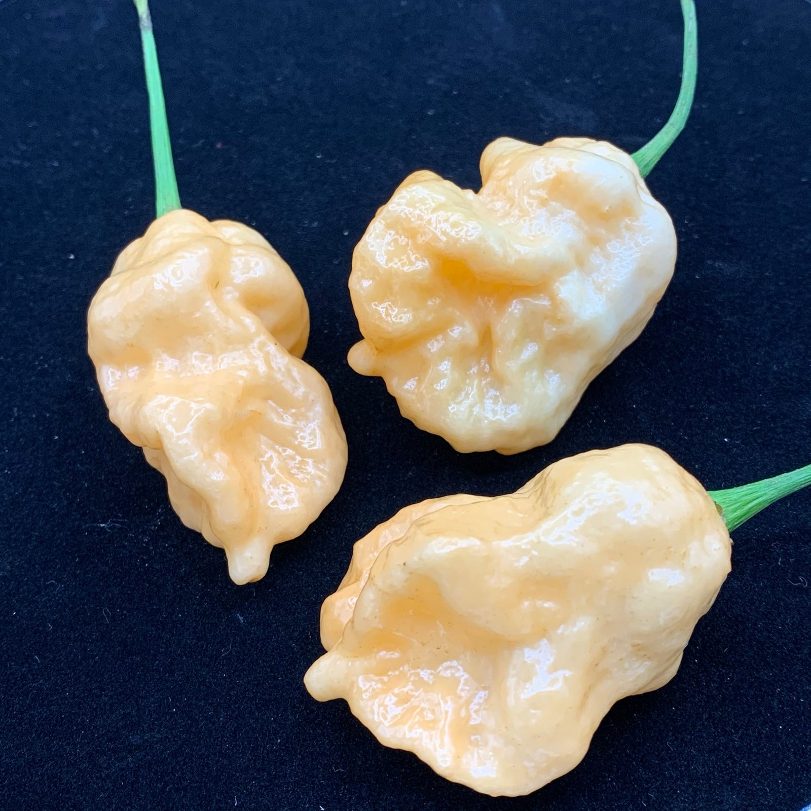 Borg 9 Peach - Seeds - Bohica Pepper Hut 