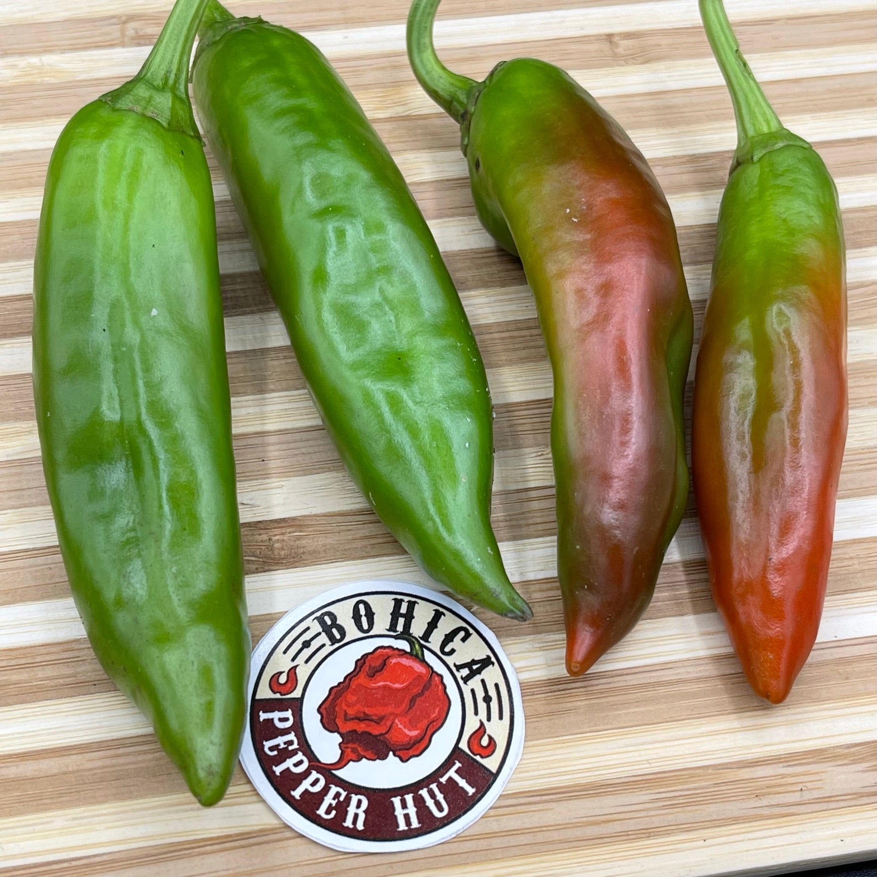 Hatch Red X Hot - Ms. Junie Chile - Seeds - Bohica Pepper Hut 