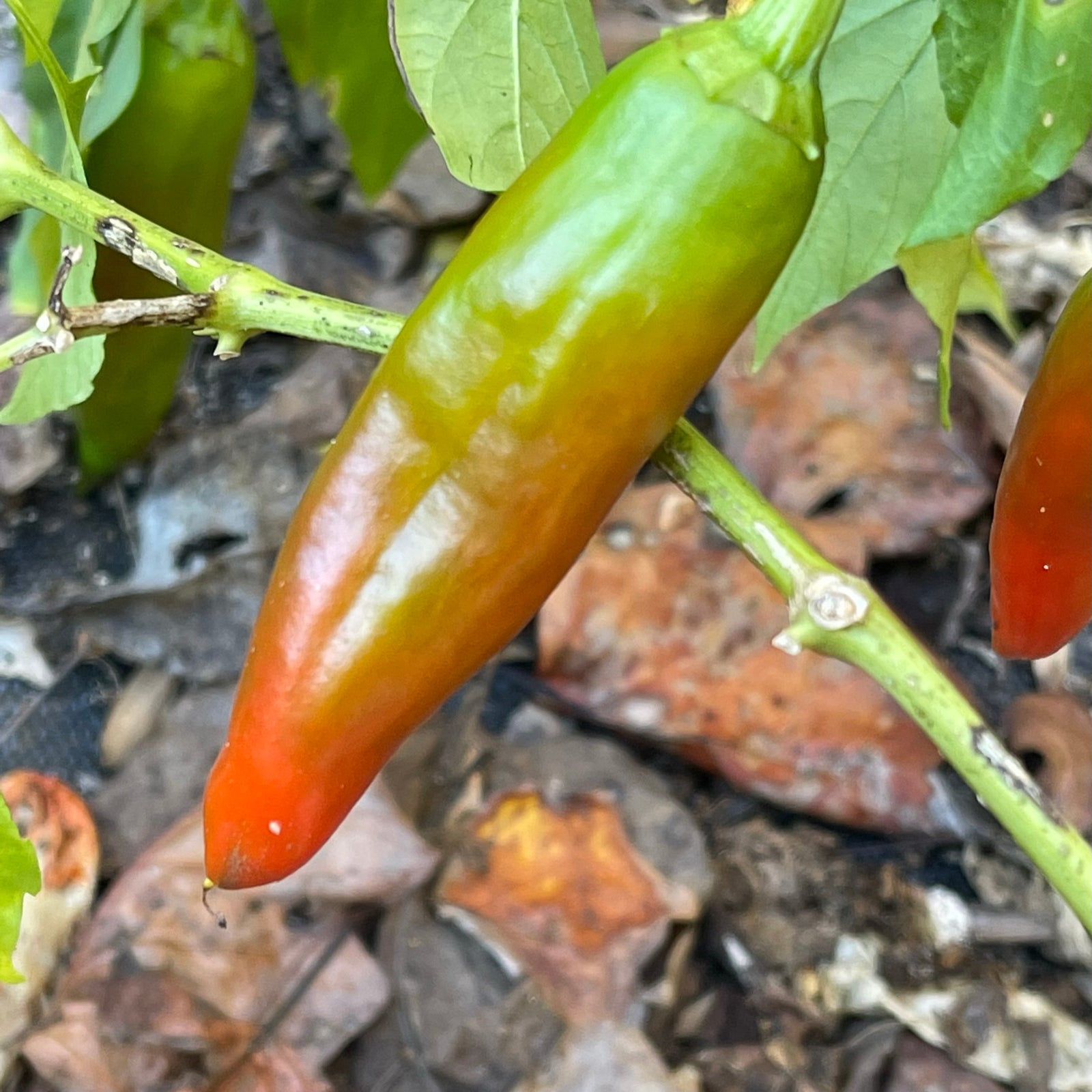 Hatch Red X Hot - Ms. Junie Chile - Seeds - Bohica Pepper Hut 