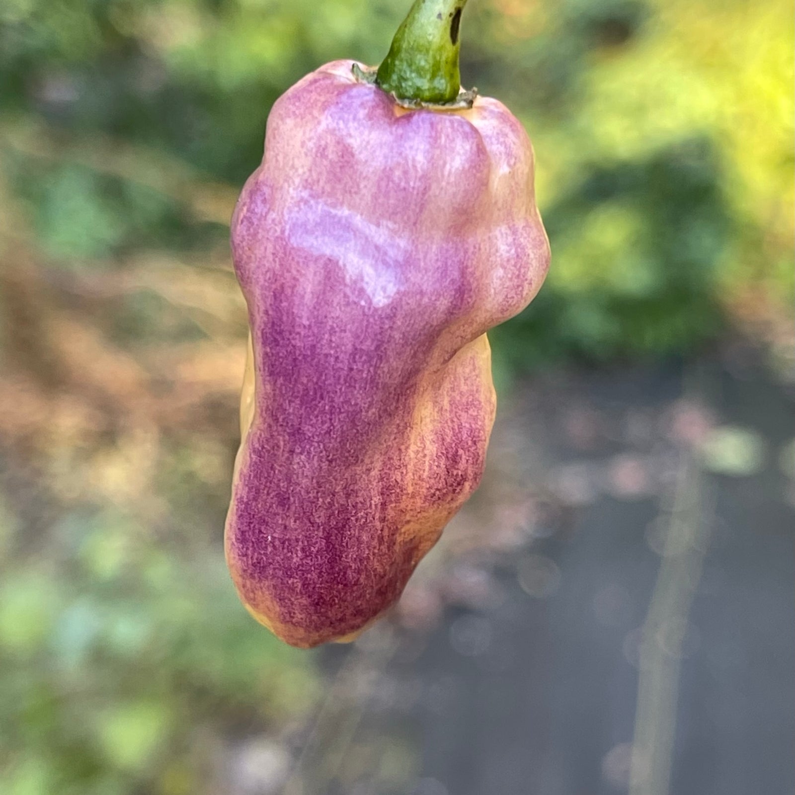 Pimenta Jolokia Fire/Ice - Seeds - Bohica Pepper Hut 