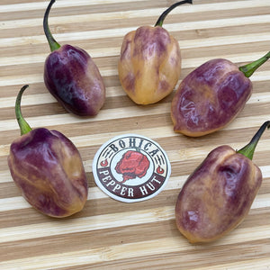 M.A.M.P. Purple BerryGum - Seeds - Bohica Pepper Hut 