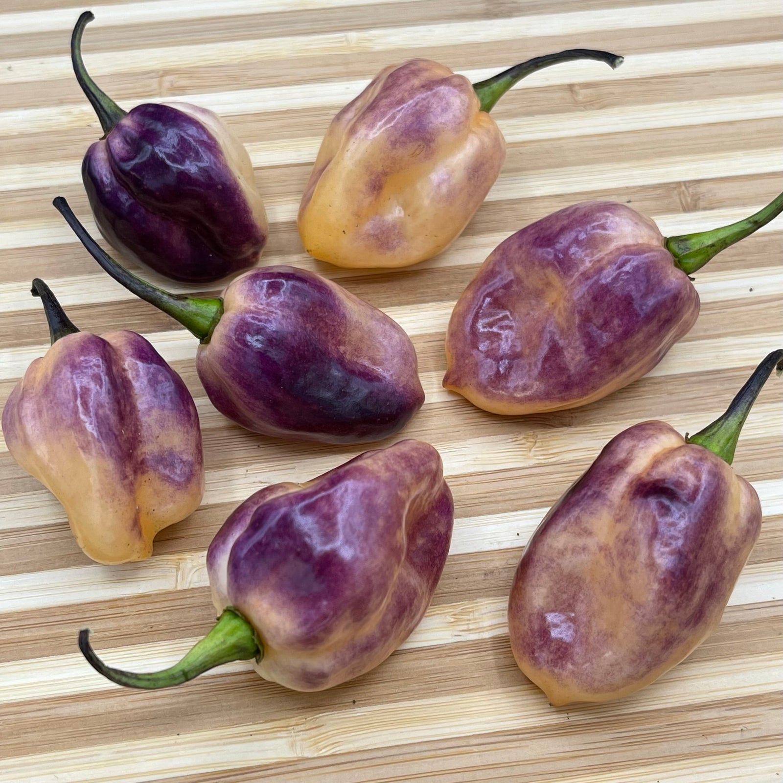 M.A.M.P. Purple BerryGum - Seeds - Bohica Pepper Hut 