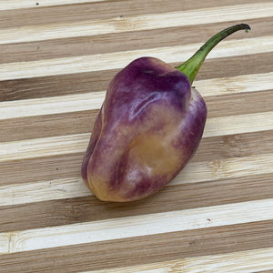 M.A.M.P. Purple BerryGum - Seeds - Bohica Pepper Hut 
