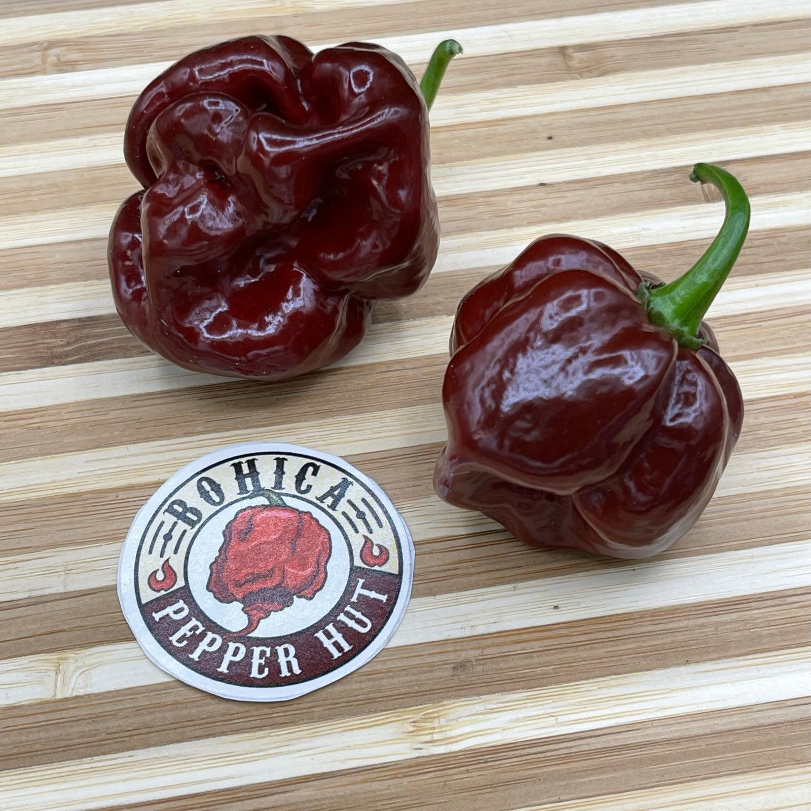 Scotch Bonnet Chocolate - Seeds - Bohica Pepper Hut 