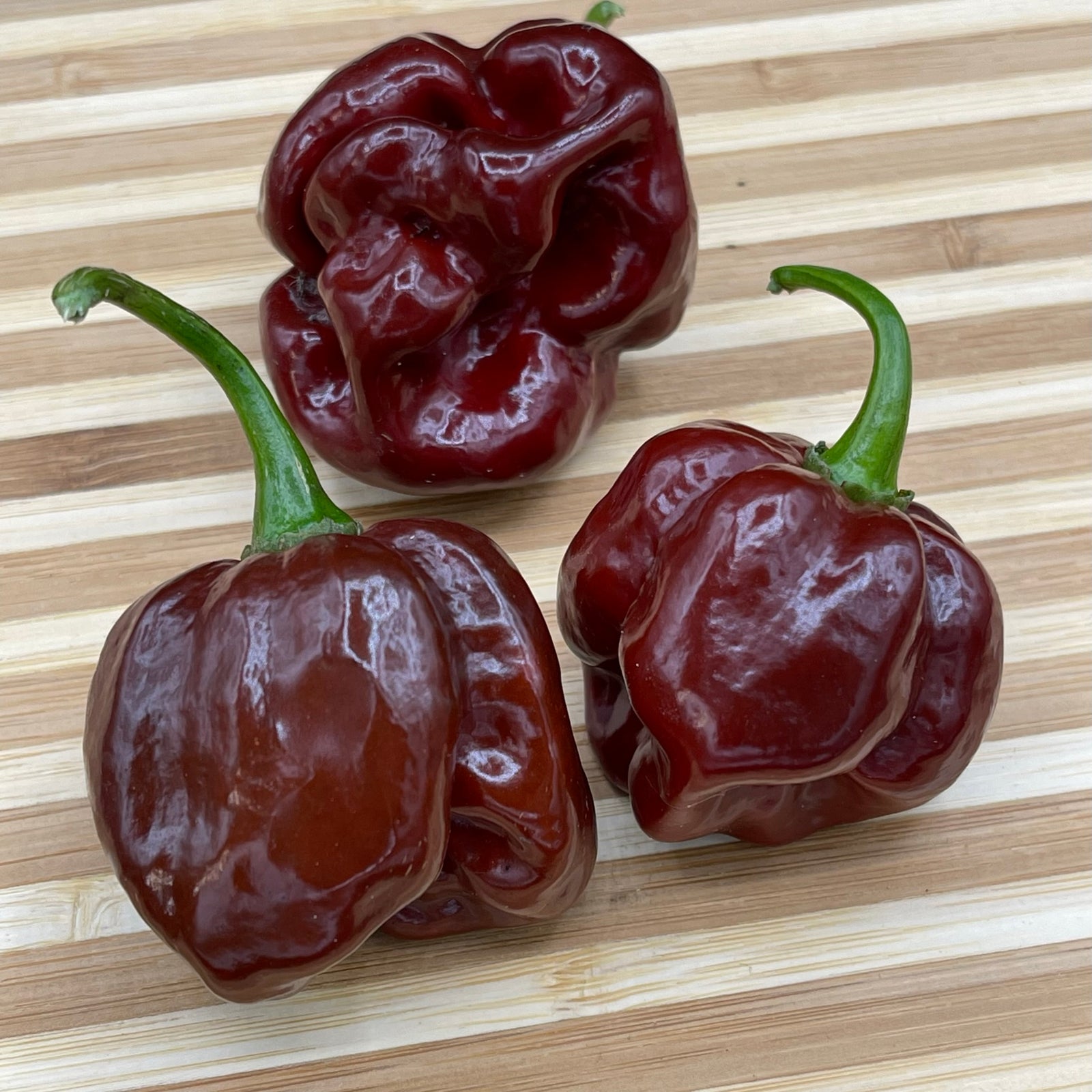 Scotch Bonnet Chocolate - Seeds - Bohica Pepper Hut 