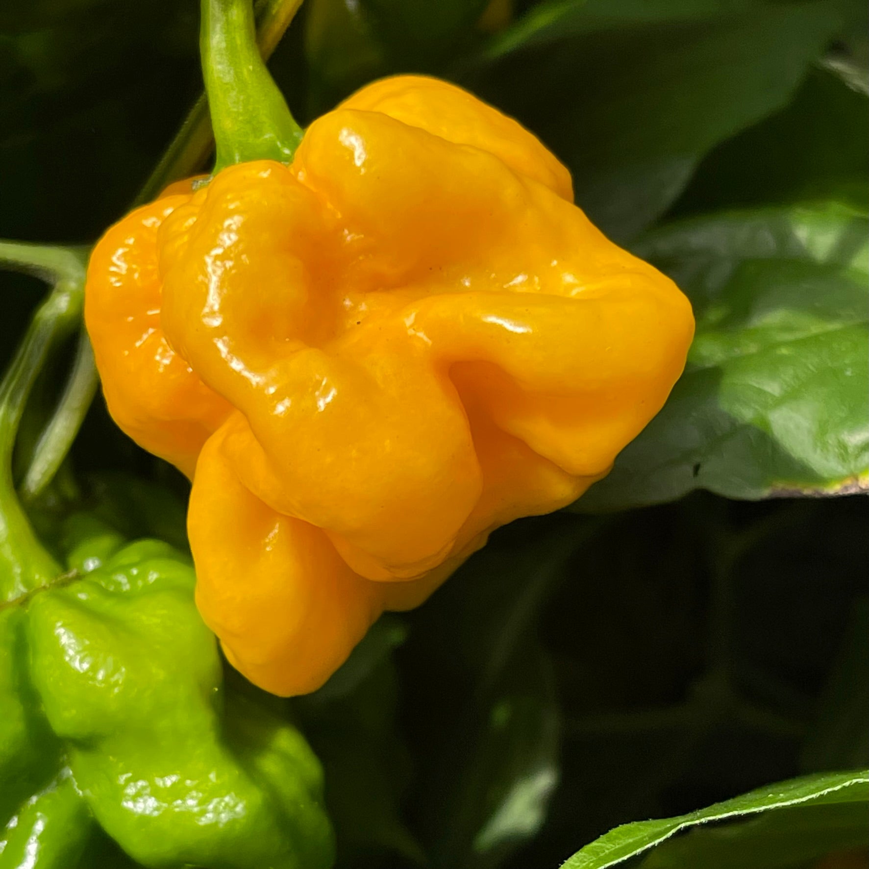 Lemon Habanero