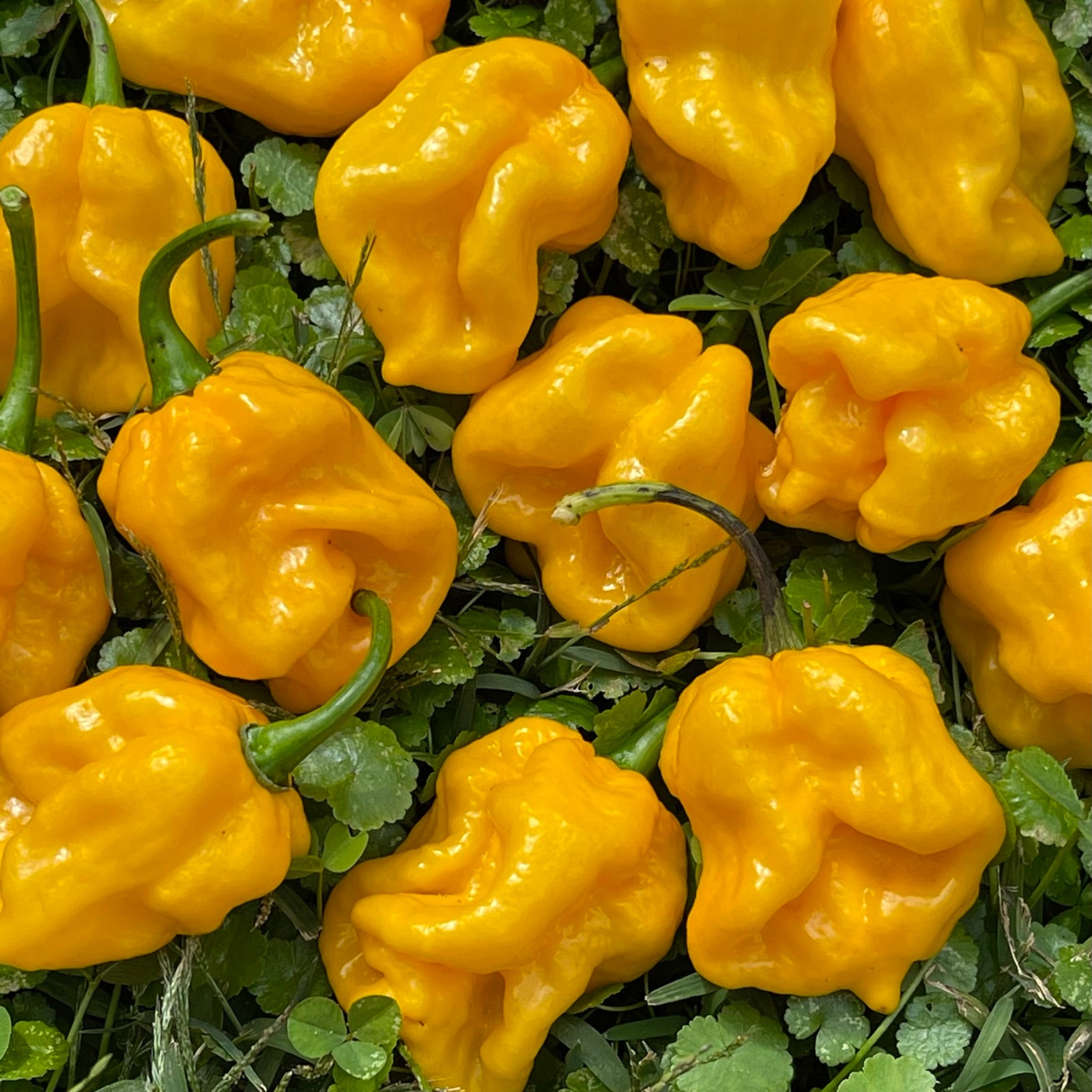 Lemon Habanero - Seeds - Bohica Pepper Hut 