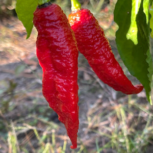 Super Bhut Jolokia JW - Seeds