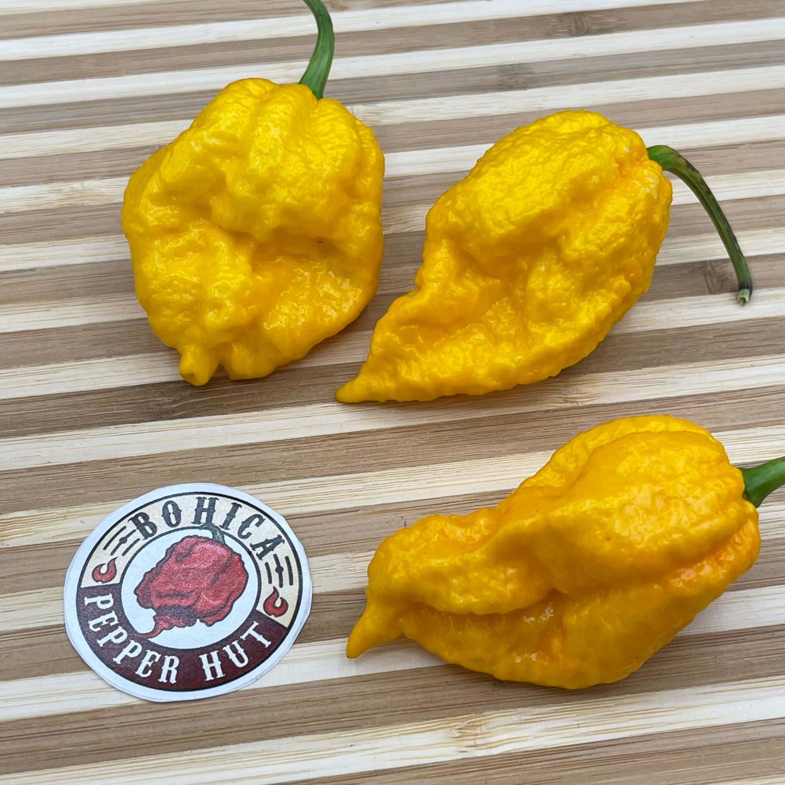 Yellow Fever - Seeds - Bohica Pepper Hut 