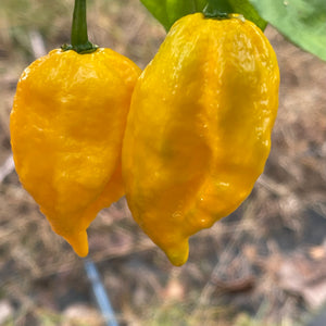 Yellow Fever - Seeds - Bohica Pepper Hut 