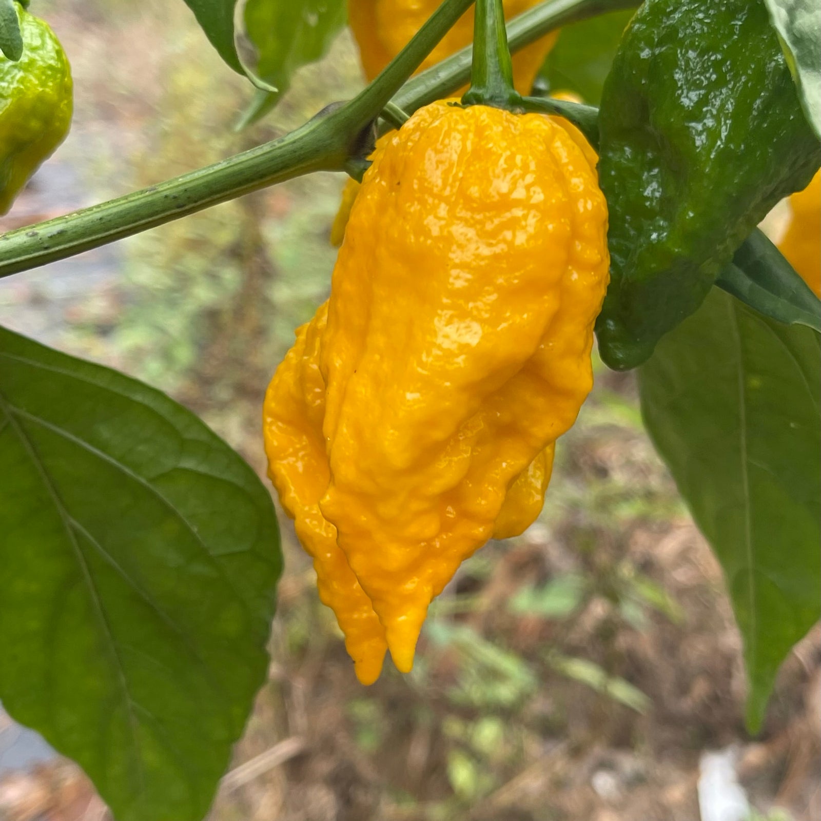 Yellow Fever - Seeds - Bohica Pepper Hut 