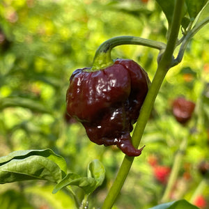 CPR Hot Pepper - (Chocolate Primo Reaper) - Seeds