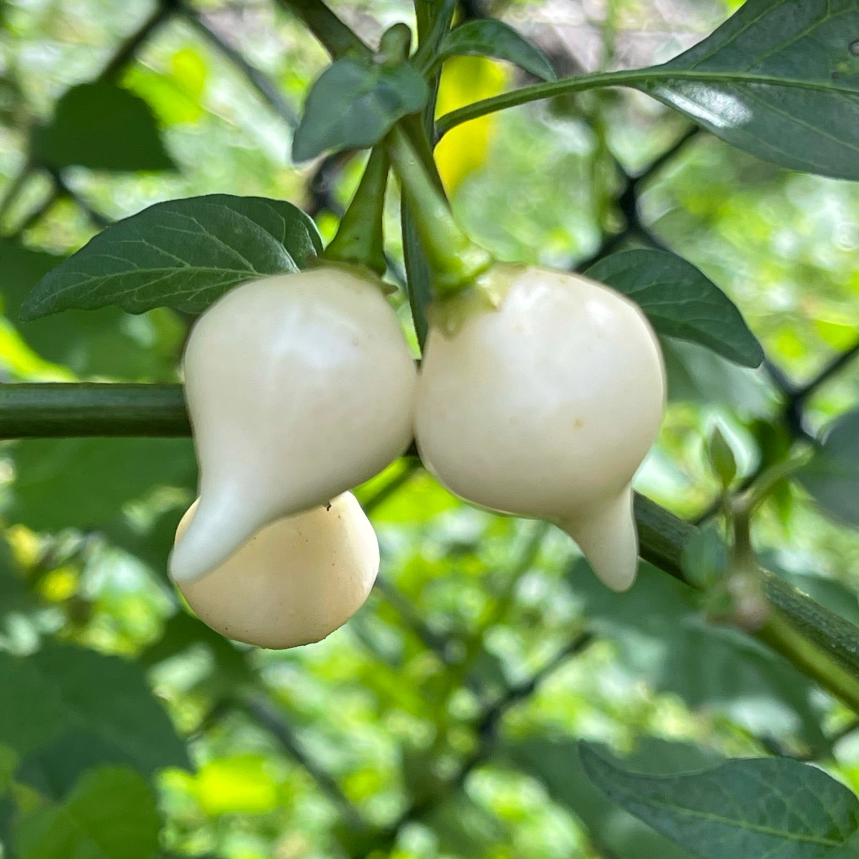 Biquinho White - Seeds - Bohica Pepper Hut 