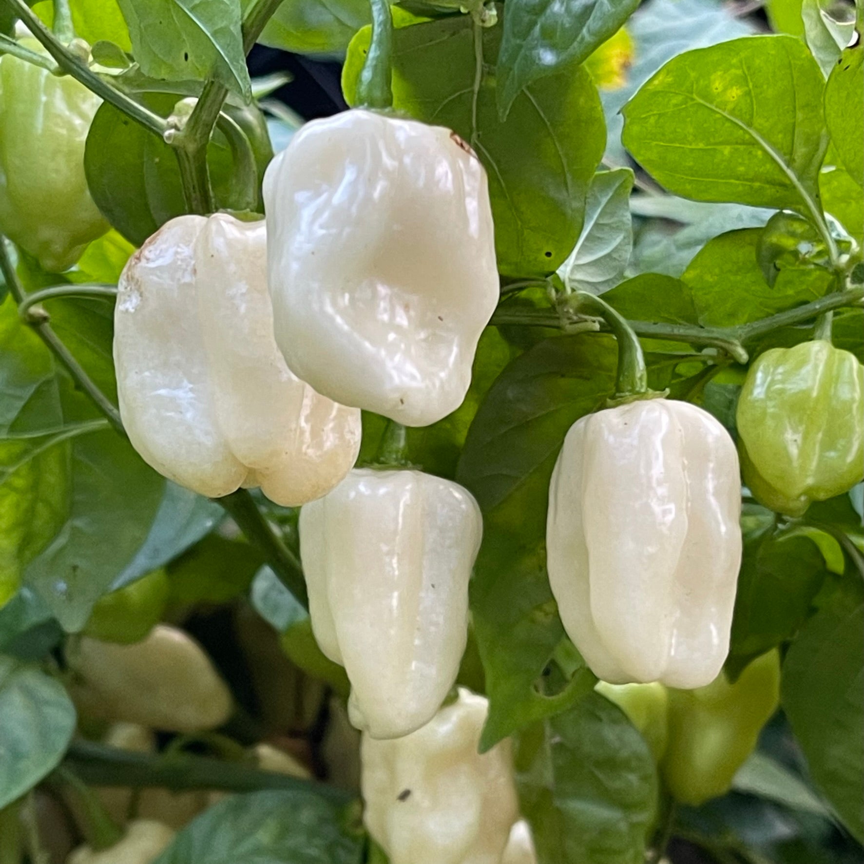 habanero plant seeds Snow White Habanero - Seeds