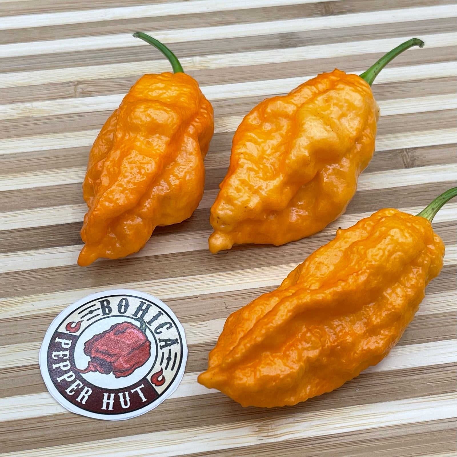 Bhut Jolokia Orange Cream - Seeds - Bohica Pepper Hut 