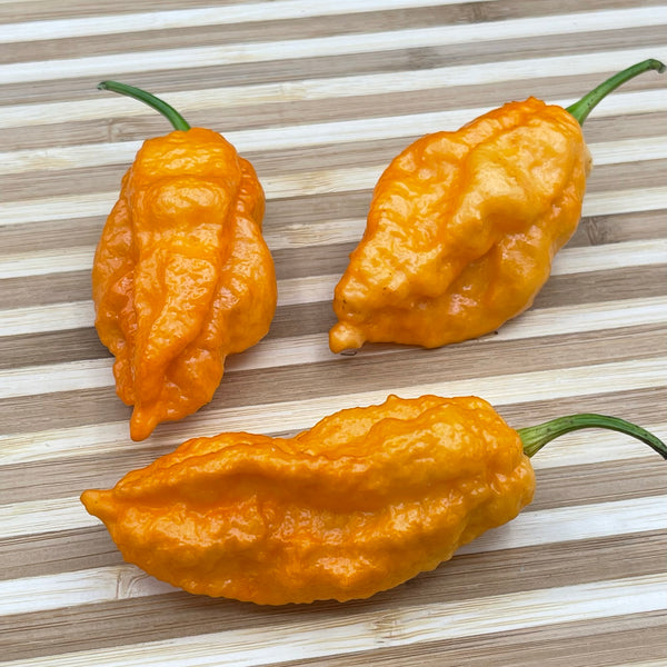 Bhut Jolokia Orange Cream - Fresh Seeds from Bohica Pepper Hut
