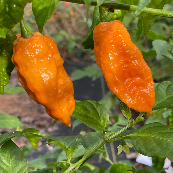 Bhut Jolokia Orange Cream - Fresh Seeds from Bohica Pepper Hut