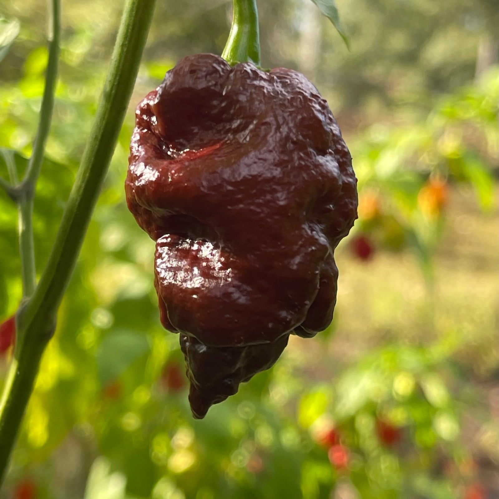 Amnesia - Seeds - Bohica Pepper Hut 