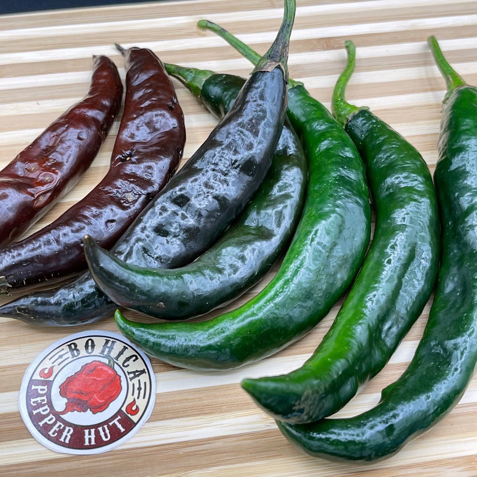 Pasilla Apaseo - Seeds - Bohica Pepper Hut 