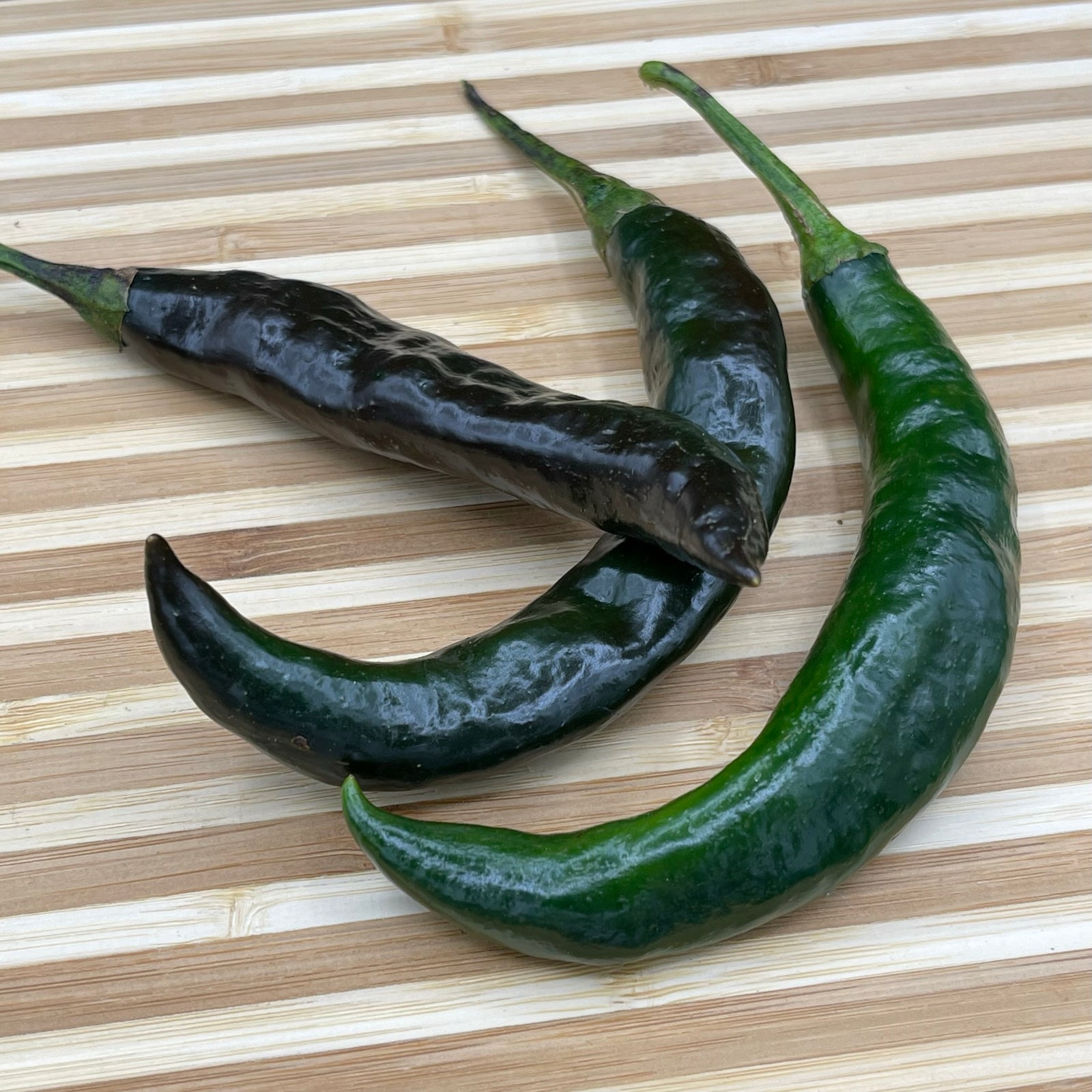 Pasilla Apaseo - Seeds - Bohica Pepper Hut 