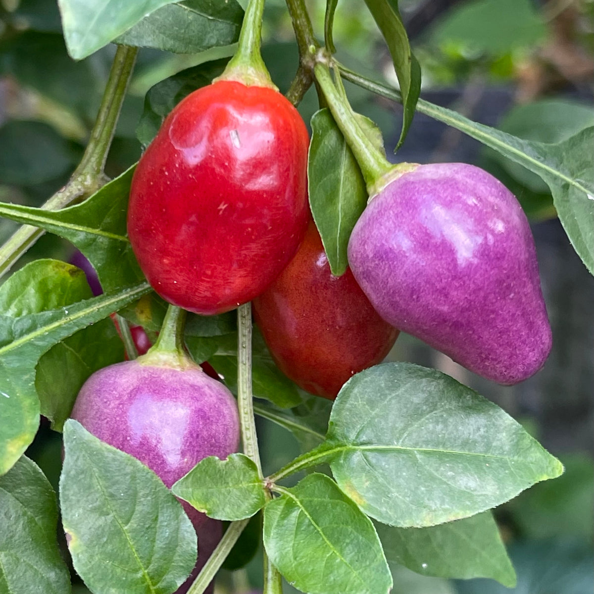 Aji Ayuyo - Seeds - Fresh Seeds from Bohica Pepper Hut