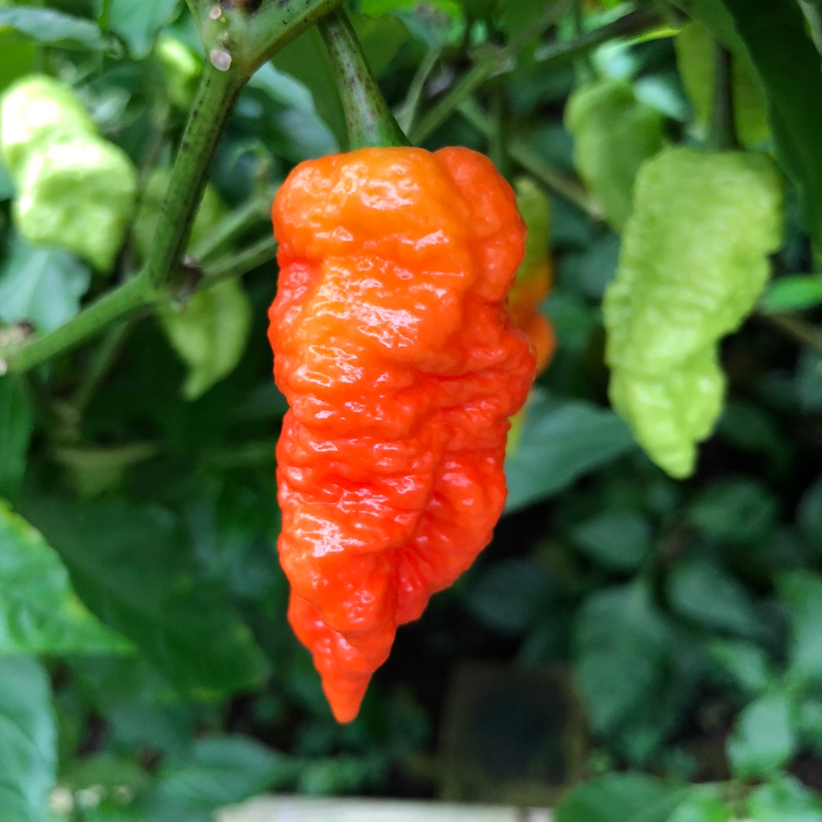 Death Spiral - Seeds - Bohica Pepper Hut 