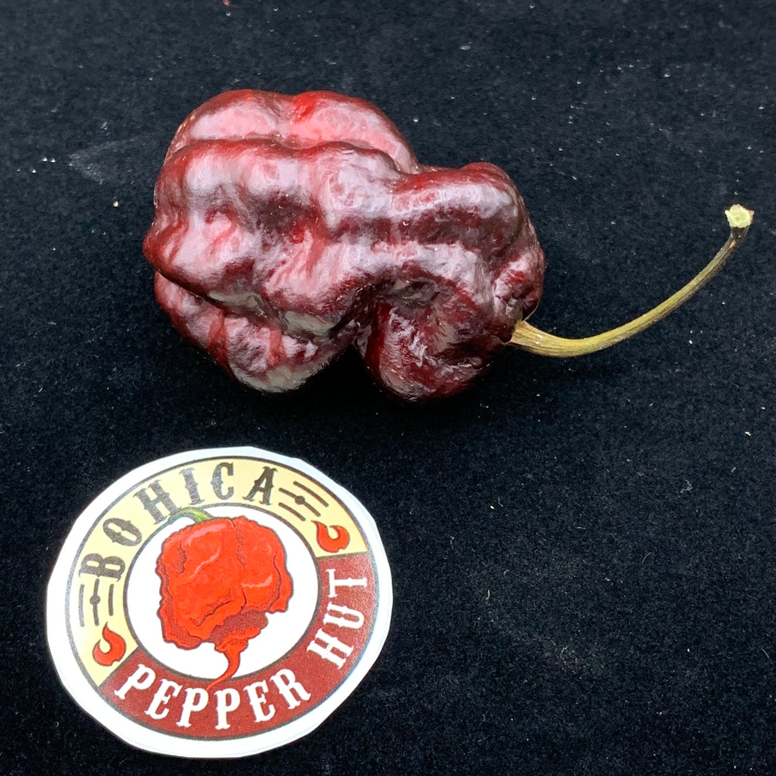 Black Bastard - Seeds - Bohica Pepper Hut 