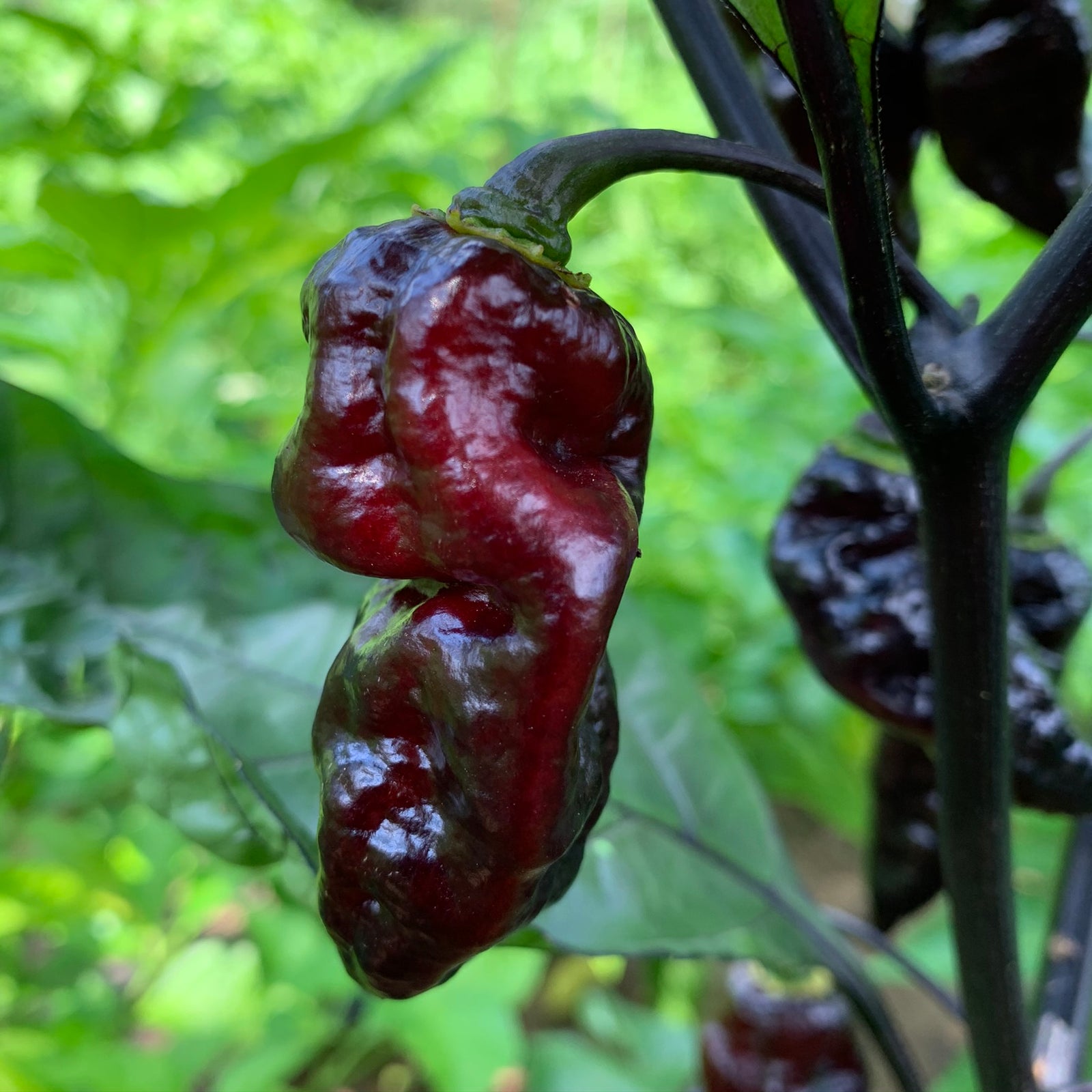 Black Bastard - Seeds - Bohica Pepper Hut 