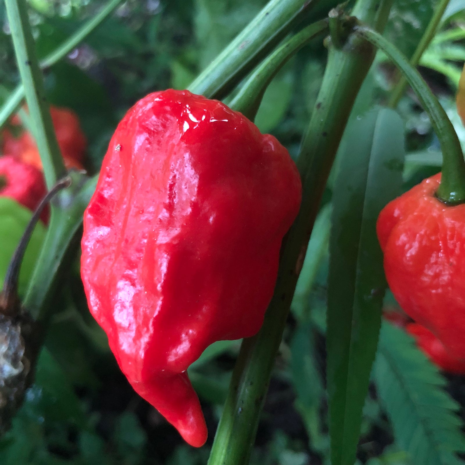 King Naga Jolokia  - Seeds - Bohica Pepper Hut 