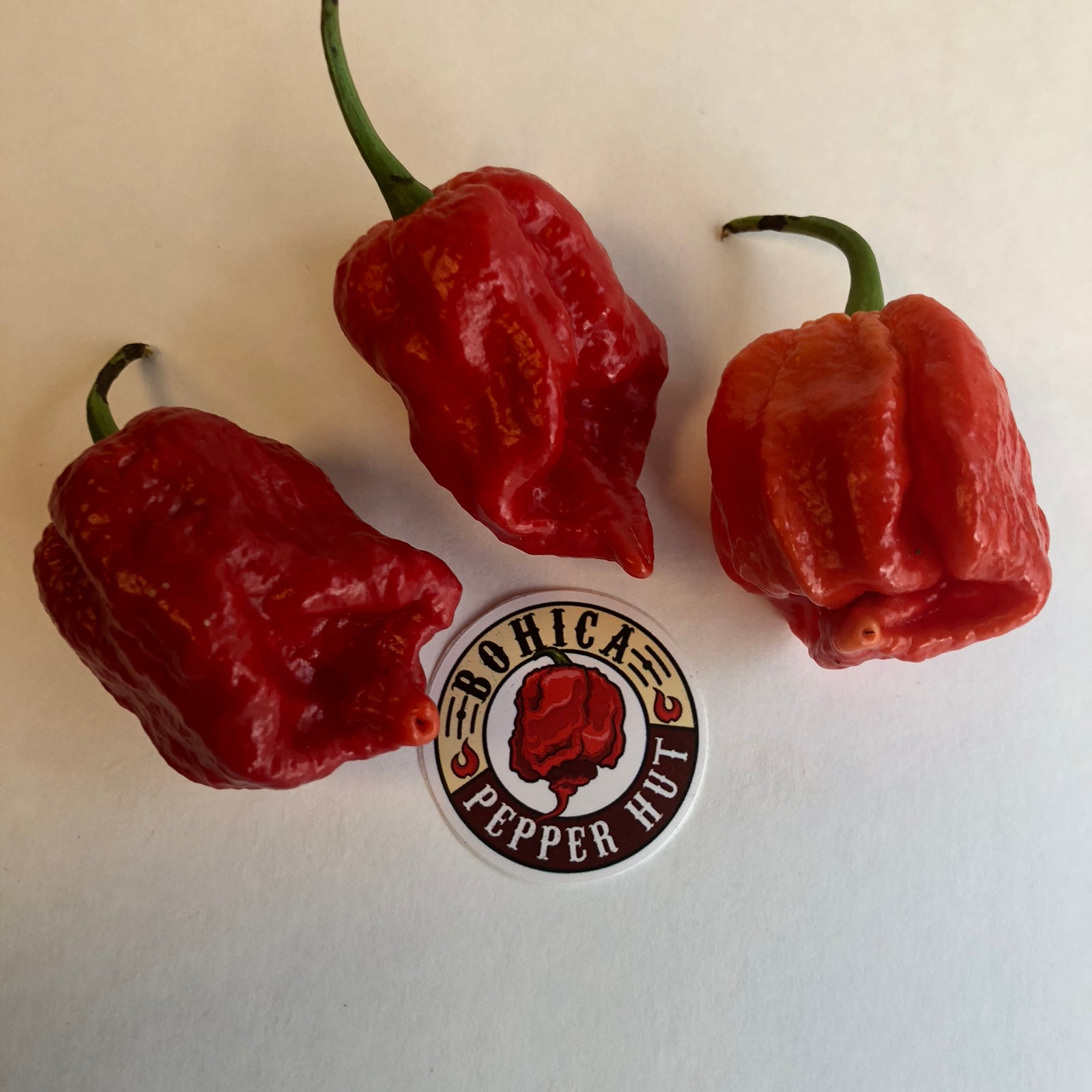 King Naga Jolokia  - Seeds - Bohica Pepper Hut 