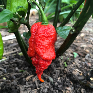 Lava Scorpion - Seeds - Bohica Pepper Hut 