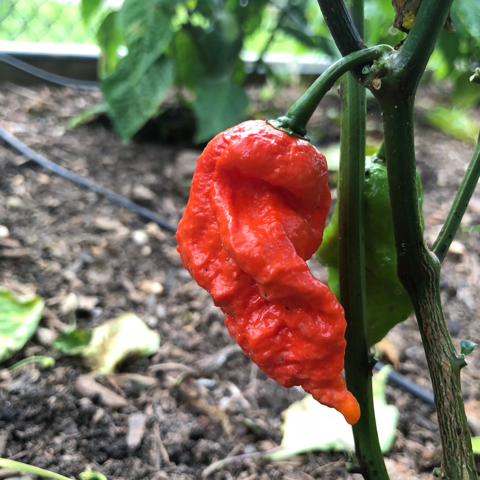 Lava Scorpion - Seeds - Bohica Pepper Hut 