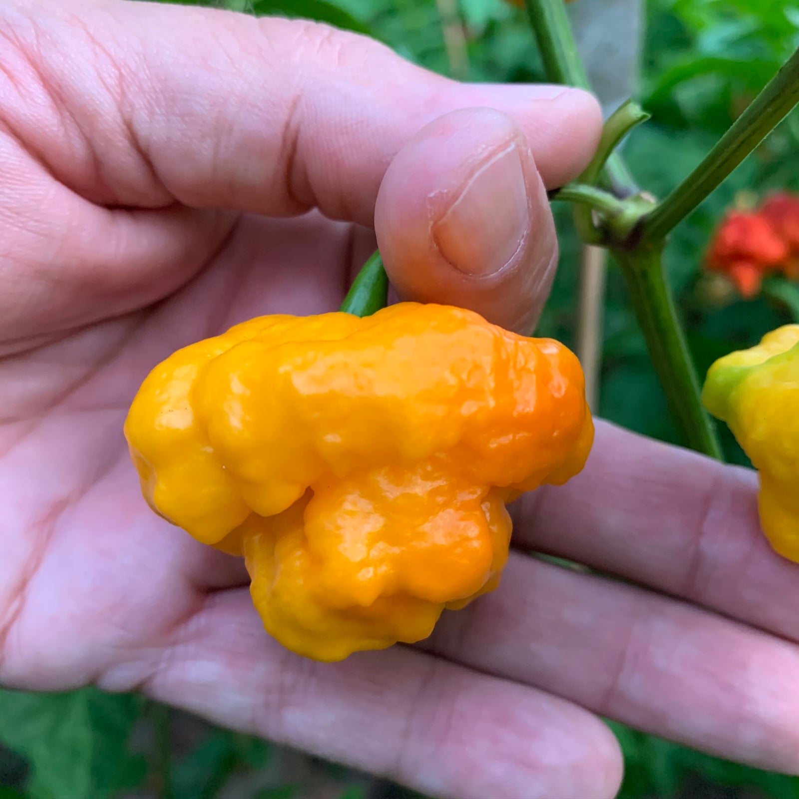 MA Wartryx - Yellow - Seeds - Bohica Pepper Hut 