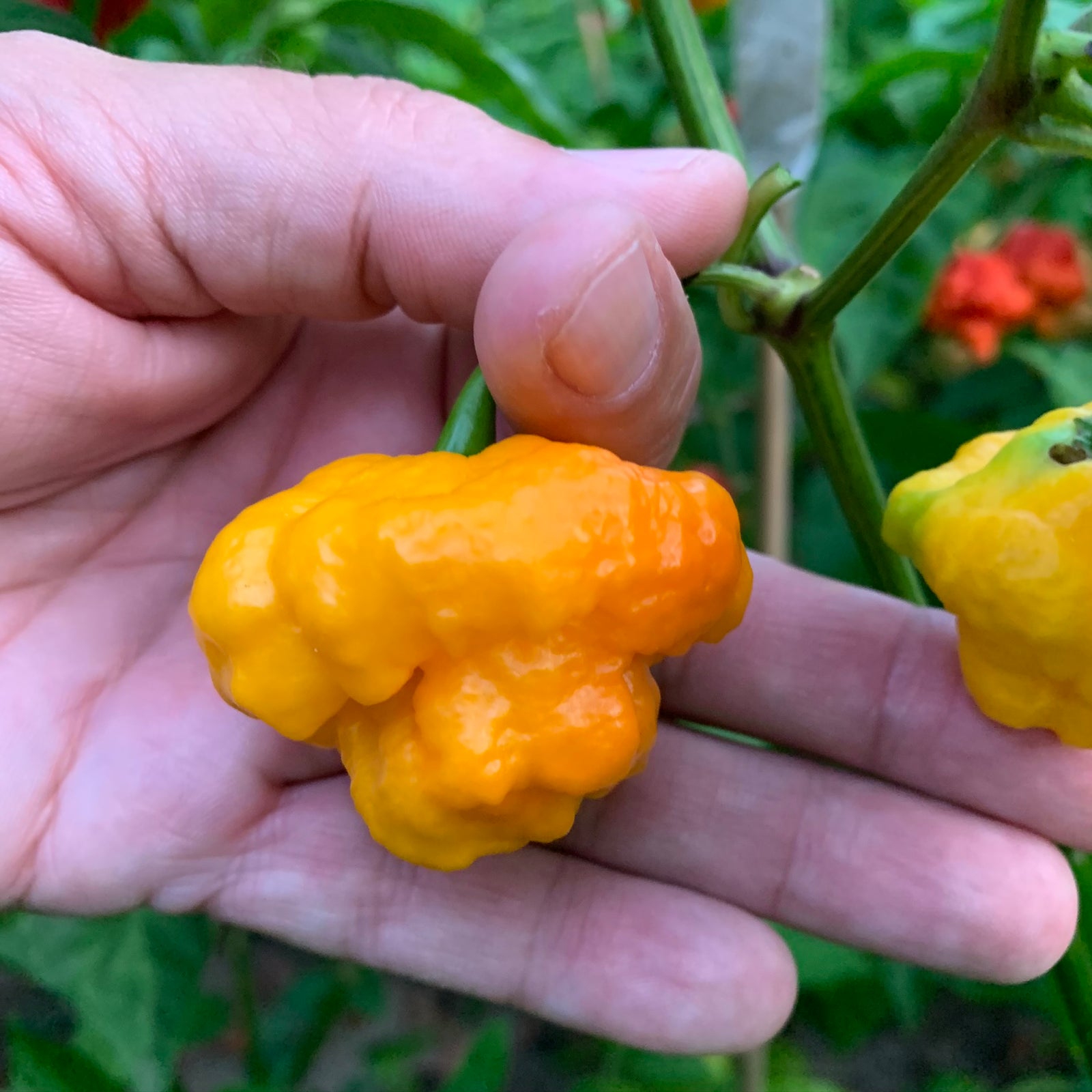 MA Wartryx - Yellow - Seeds - Bohica Pepper Hut 