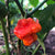 MA Wartryx - Seeds - Bohica Pepper Hut 