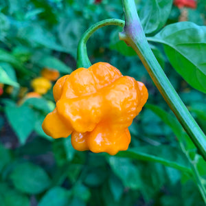 MA Wartryx - Yellow - Seeds - Bohica Pepper Hut 