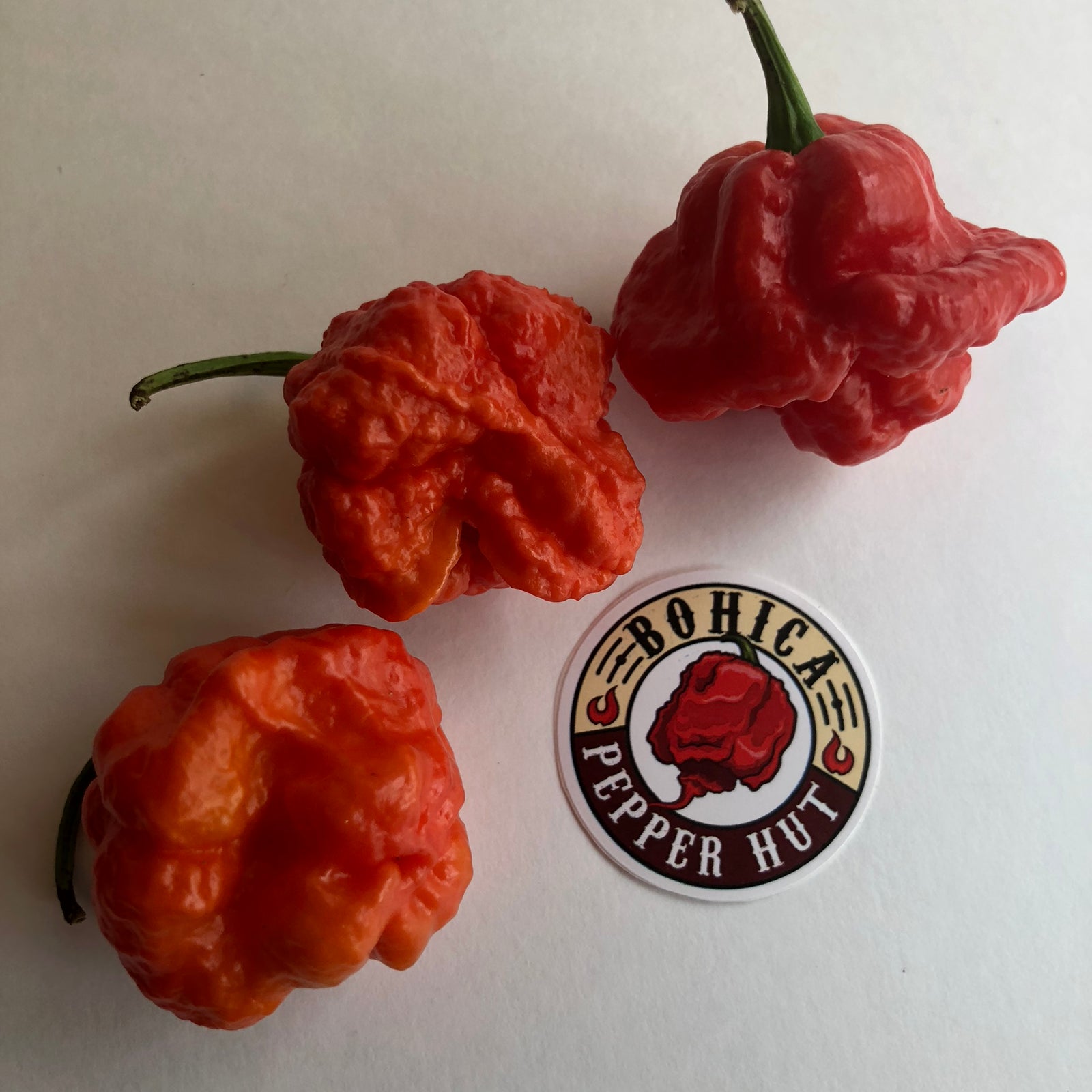MA Wartryx - Seeds - Bohica Pepper Hut 