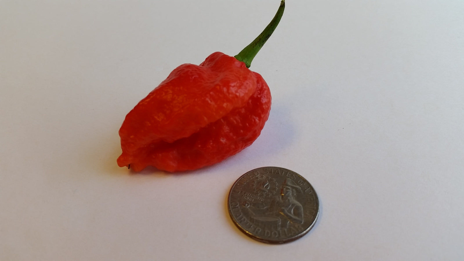 7 Pot Bhutlah Bubblegum Red - Seeds - Bohica Pepper Hut 