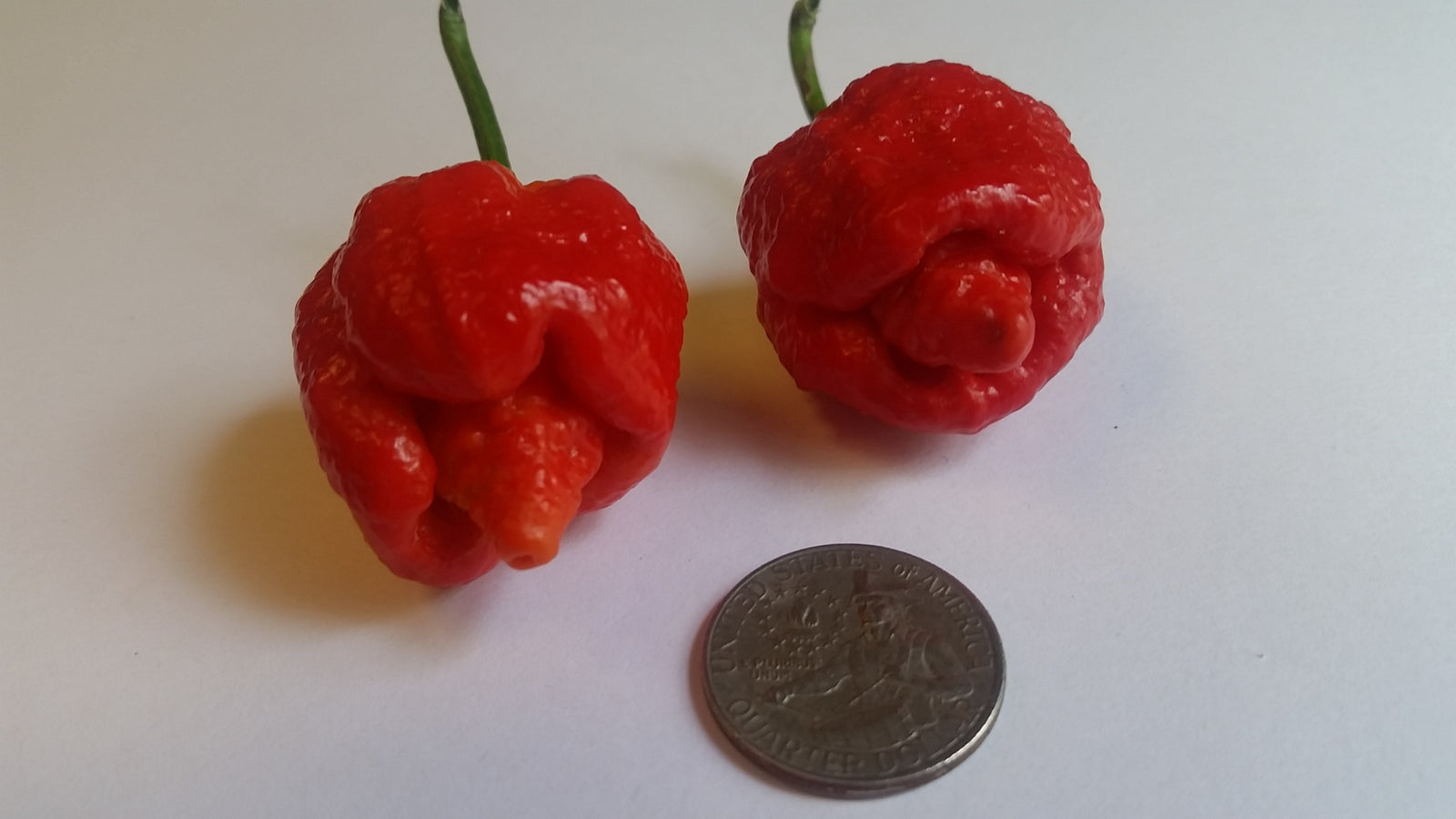 7 Pot(Pod) Brain Strain Red - Seeds - Bohica Pepper Hut 