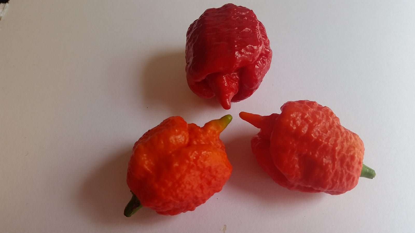 7 Pot(Pod) Brain Strain Red - Seeds - Bohica Pepper Hut 