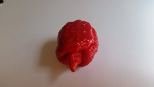 7 Pot(Pod) Brain Strain Red - Seeds - Bohica Pepper Hut 