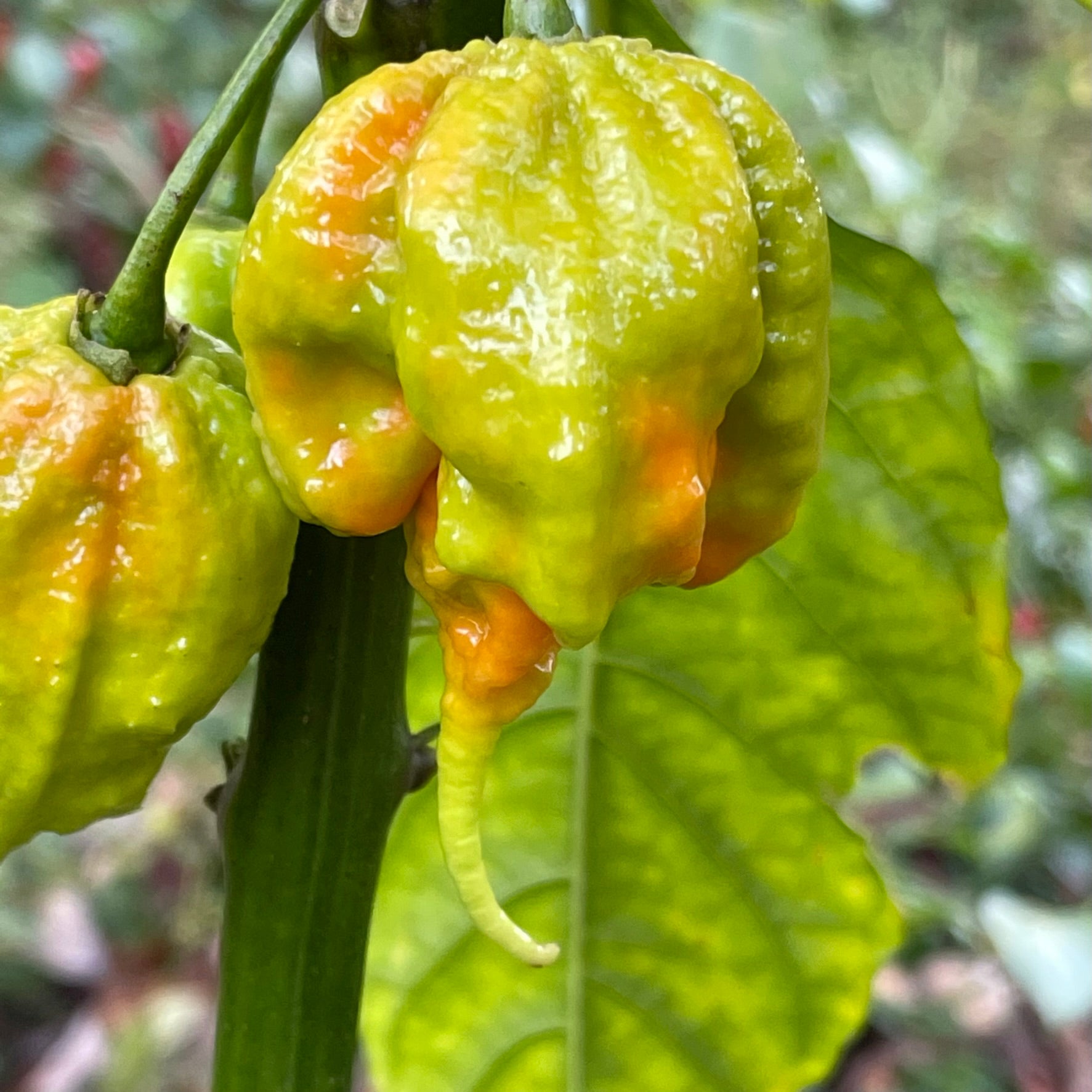 x plant seed Mutant X