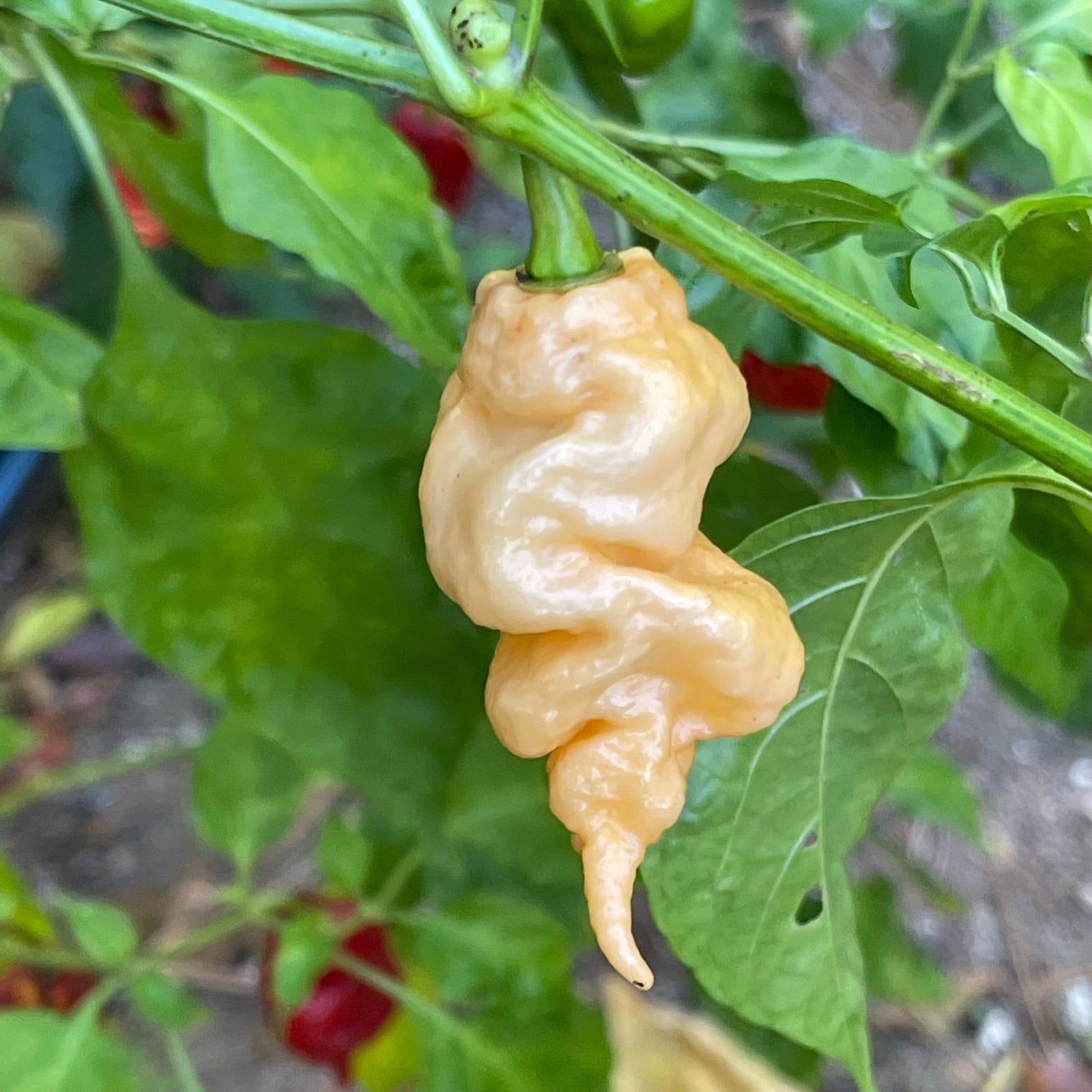 Thors Hammer Peach - Seeds