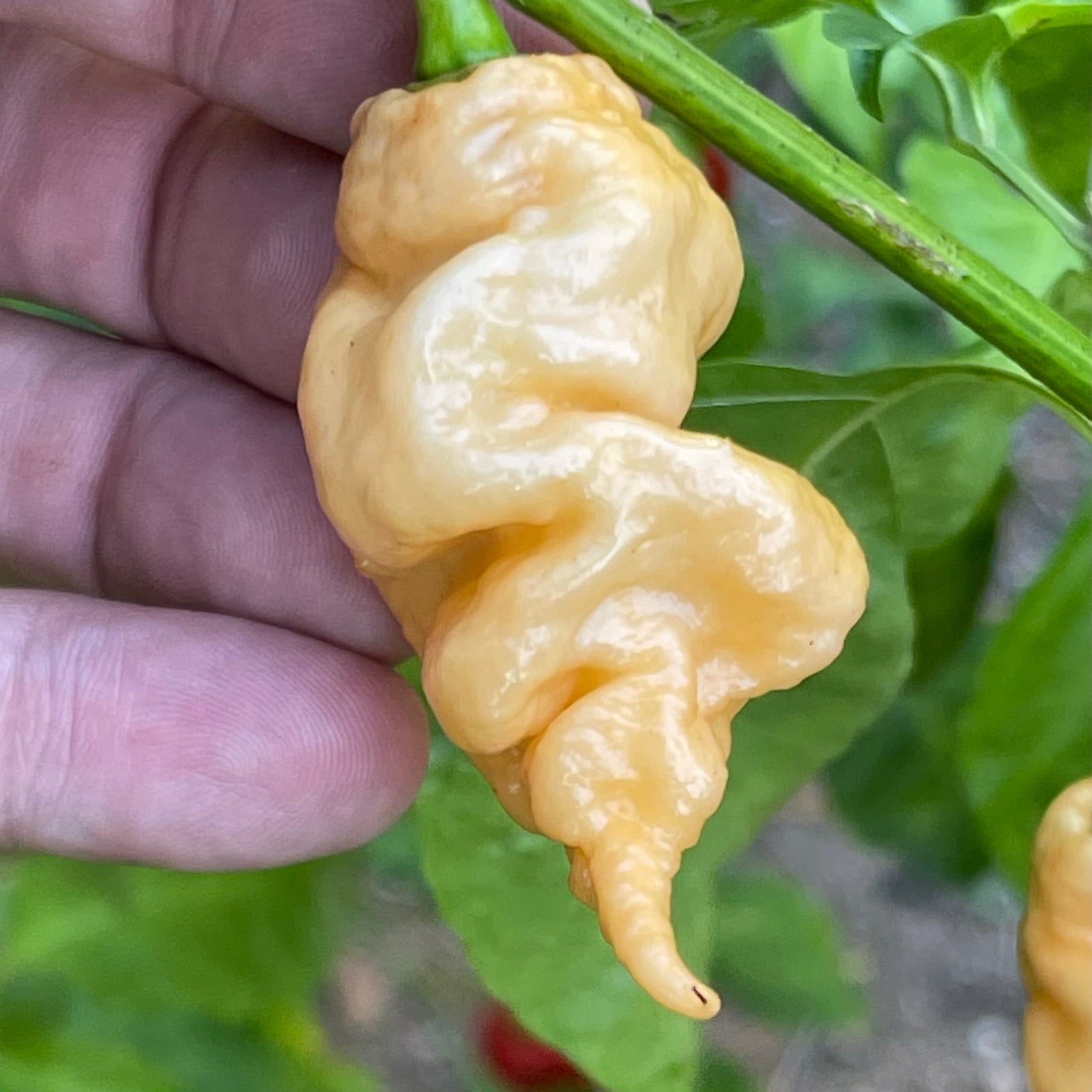 Thors Hammer Peach - Seeds