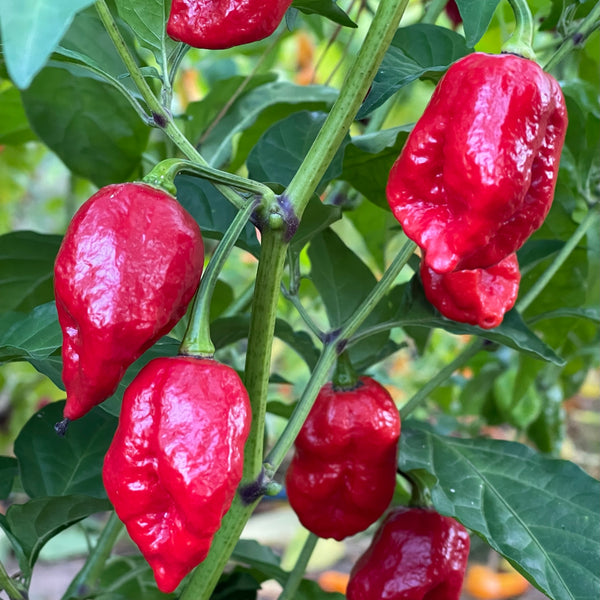 Trinidad Dog Chile Seeds